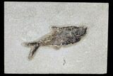 Fossil Fish (Diplomystus) - Green River Formation #115565-1
